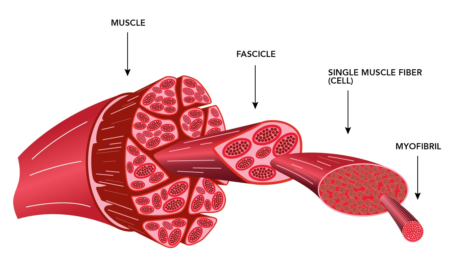 How Heat Affects Muscle Fibers in Meat | ThermoWorks