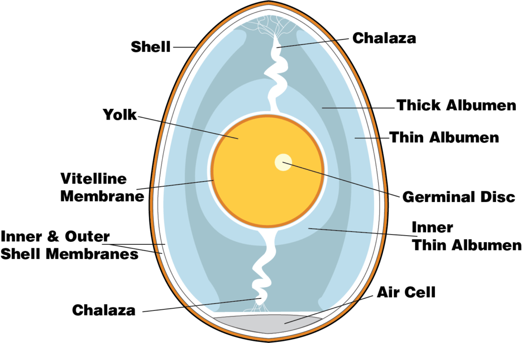Anatomy of a chicken egg. 