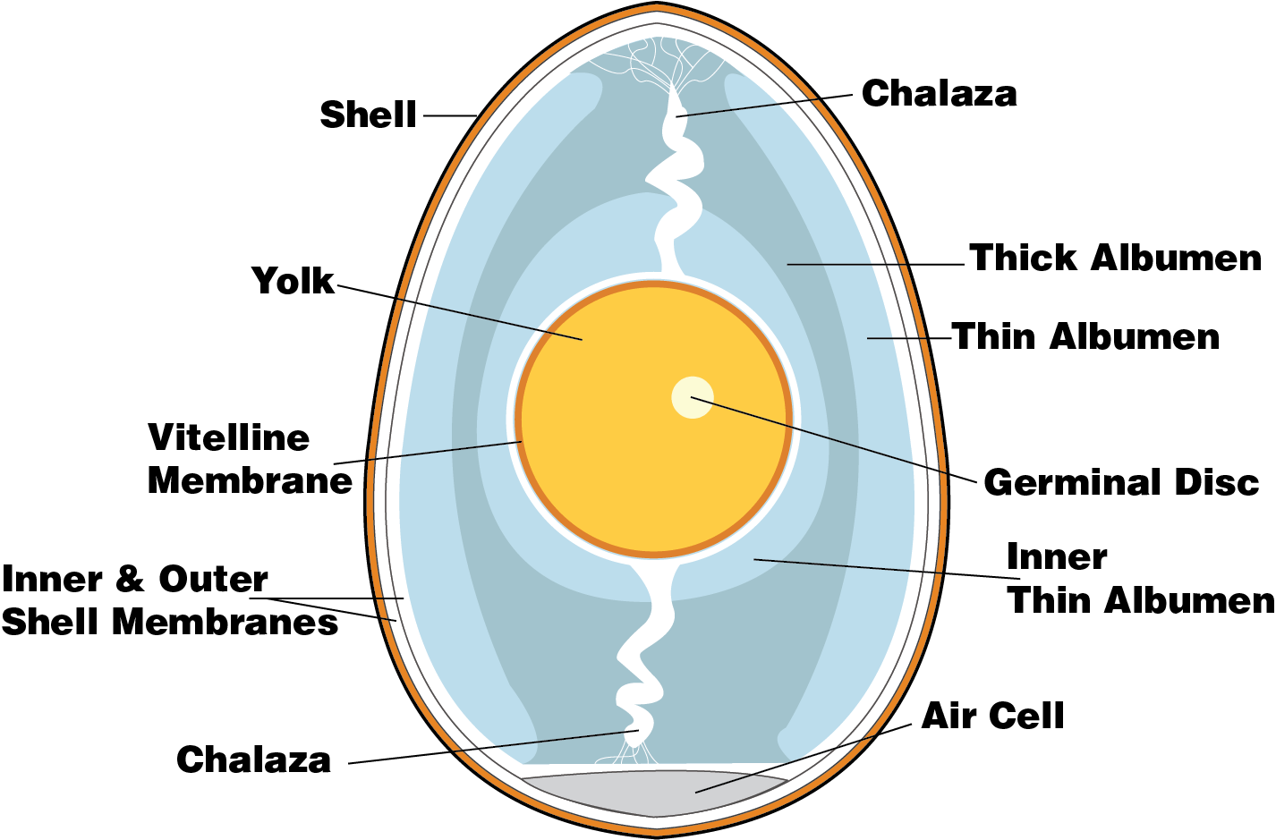 Boiled Egg Anatomy Condensed 