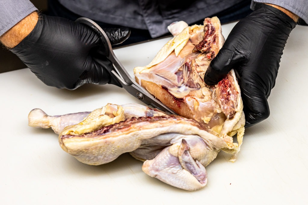 Cuttitng through the breastbone of a chicken