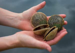 Scallops are free-swimming bivalves