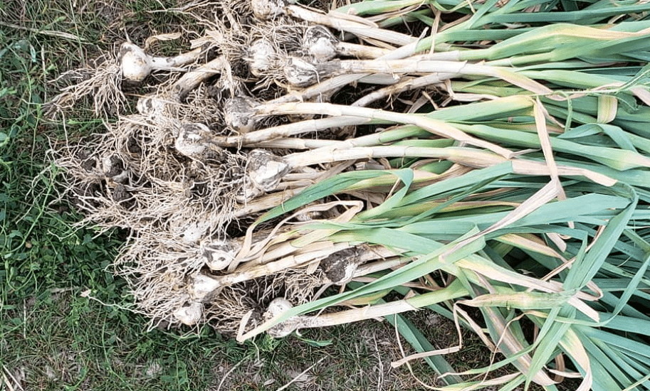 fresh garlic plants, freshly harvested